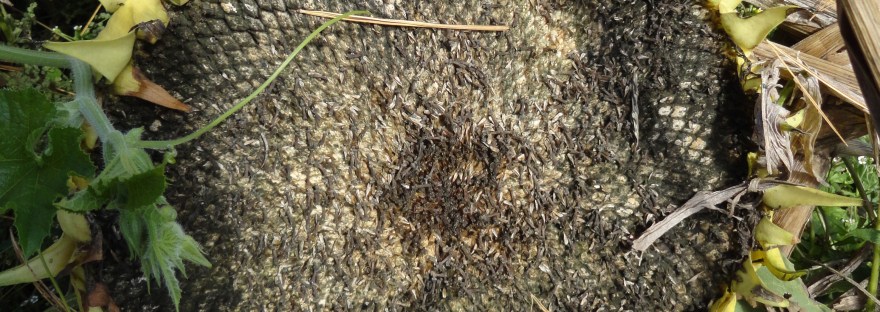 Sunflowers STEAM Fun4Kids Lesson